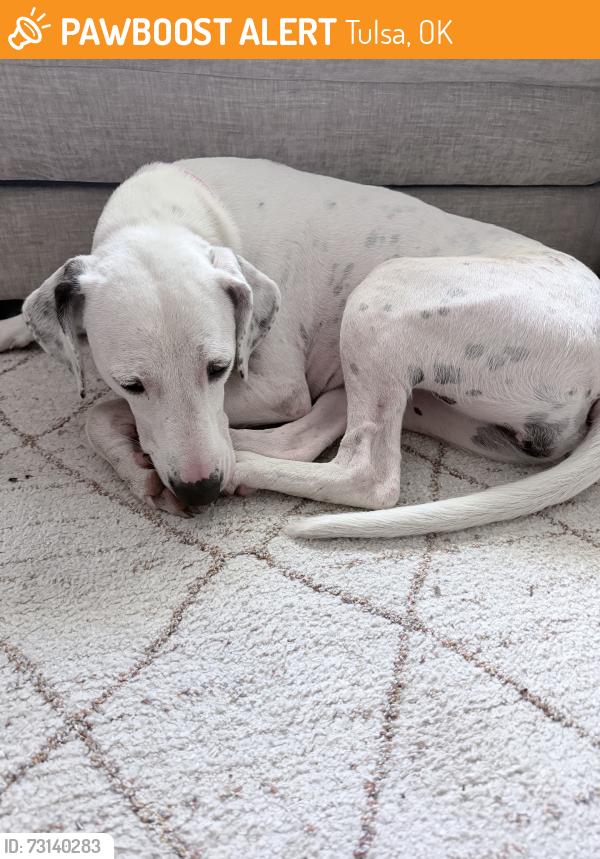 Found/Stray Female Dog last seen West Skelly Drive, Tulsa, OK 74103
