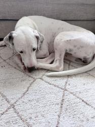 Found/Stray Female Dog last seen West Skelly Drive, Tulsa, OK 74103
