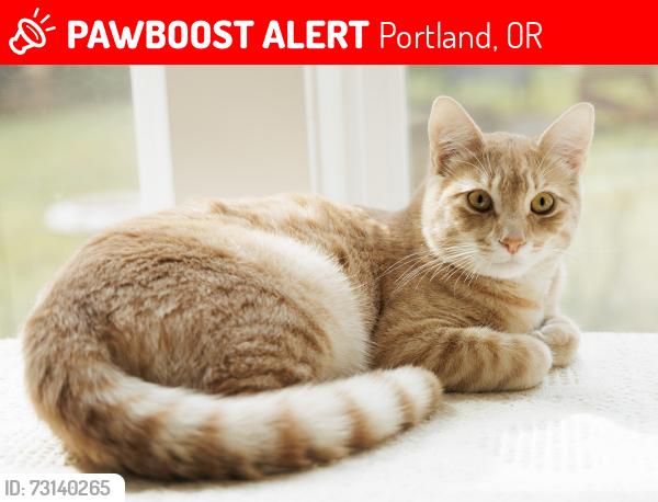 Lost Male Cat last seen Back parking lot at Ikea in Portland. Went under fence by train tracks., Portland, OR 97220
