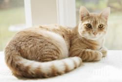 Lost Male Cat last seen Back parking lot at Ikea in Portland. Went under fence by train tracks., Portland, OR 97220