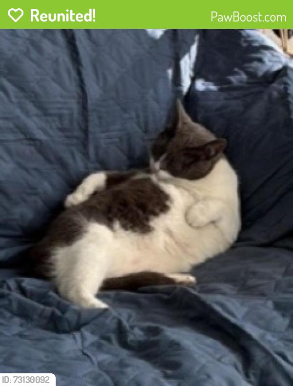 Reunited Female Cat last seen Near Bowlingreen and Pershing streets, San Leandro, CA 94577