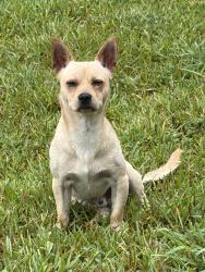 Reunited Male Dog last seen Sandy Hook & Pompton, Houston, TX 77089