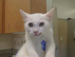 Shelter Stray Male Cat last seen MIRANDY DR/CONTEMPO DR, 95826, 3839 Bradshaw Rd, Sacramento, CA 95827, USA