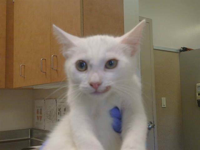 Shelter Stray Male Cat last seen MIRANDY DR/CONTEMPO DR, 95826, 3839 Bradshaw Rd, Sacramento, CA 95827, USA