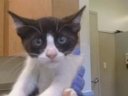 Shelter Stray Female Cat last seen MIRANDY DR/CONTEMPO DR, 95826, 3839 Bradshaw Rd, Sacramento, CA 95827, USA