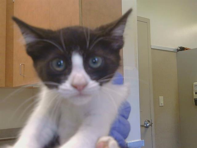 Shelter Stray Female Cat last seen MIRANDY DR/CONTEMPO DR, 95826, 3839 Bradshaw Rd, Sacramento, CA 95827, USA