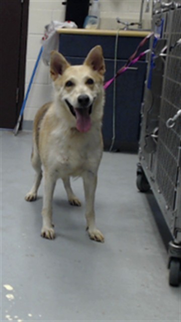 Shelter Stray Female Dog last seen Near BLOCK OWEN DR, FAYETTEVILLE NC 28304, 4704 Corporation Dr, Fayetteville, NC 28306, USA