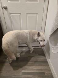Reunited Female Dog last seen Sacramento Avenue SE, Palm Bay, FL 32909