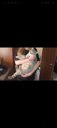 Lost Male Cat last seen Near East hortter st. Philadelphia PA, Philadelphia, PA 19150