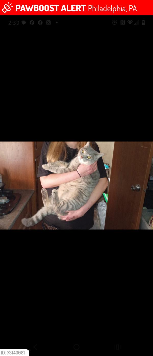 Lost Male Cat last seen Near East hortter st. Philadelphia PA, Philadelphia, PA 19150