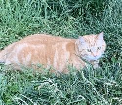 Reunited Female Cat last seen Reynolda and Shattalon, Winston-Salem, NC 27106