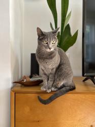 Lost Female Cat last seen Courtland Dr and Sycamore St, Raleigh, NC 27604