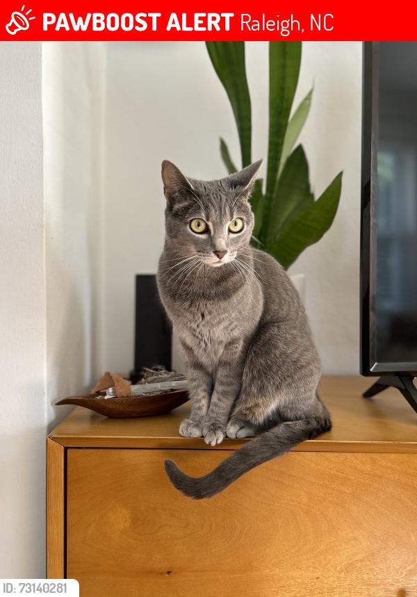 Lost Female Cat last seen Courtland Dr and Sycamore St, Raleigh, NC 27604