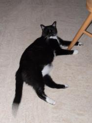 Reunited Female Cat last seen Near Lantern Lane Concord NH, Concord, NH 03301