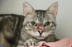 Shelter Stray Male Cat last seen , 4000 N Silverbell Rd, Tucson, AZ 85745, USA