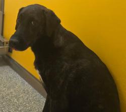 Shelter Stray Female Dog last seen , 4000 N Silverbell Rd, Tucson, AZ 85745, USA