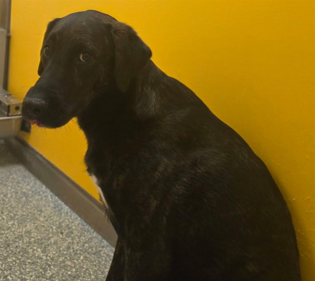 Shelter Stray Female Dog last seen , 4000 N Silverbell Rd, Tucson, AZ 85745, USA