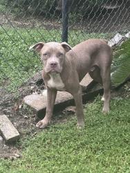 Found/Stray Male Dog last seen Kirkwood, Houston, TX 77072
