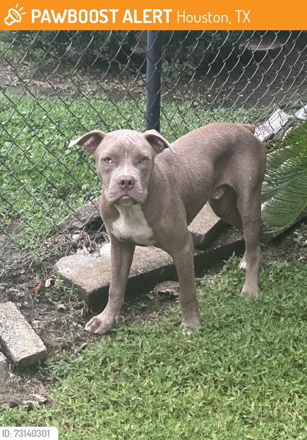 Found/Stray Male Dog last seen Kirkwood, Houston, TX 77072