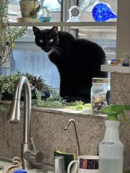 Lost Male Cat last seen Between Floral and Mariposa, Chico, CA 95926