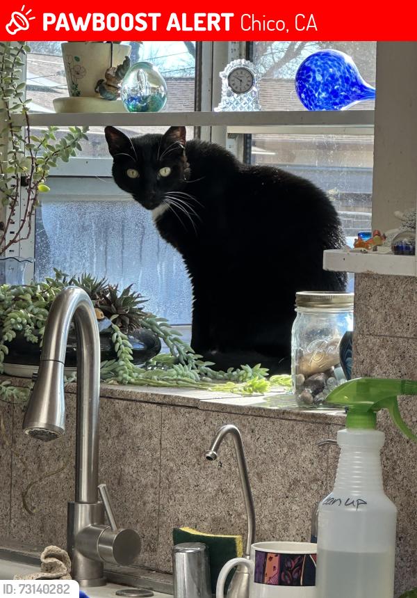 Lost Male Cat last seen Between Floral and Mariposa, Chico, CA 95926