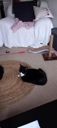 Reunited Male Cat last seen B73 5HT, Birmingham, England B73 5HT