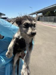 Shelter Stray Female Dog last seen S Fruit Ave & W North Ave, Fresno Zone Fresno CO 2 93706,, 1510 W Dan Ronquillo Dr, Fresno, CA 93706, USA