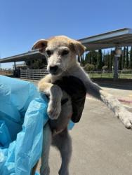 Shelter Stray Male Dog last seen S Fruit Ave & W North Ave, Fresno Zone Fresno CO 2 93706,, 1510 W Dan Ronquillo Dr, Fresno, CA 93706, USA