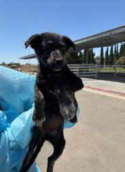 Shelter Stray Female Dog last seen S Fruit Ave & W North Ave, Fresno Zone Fresno CO 2 93706,, 1510 W Dan Ronquillo Dr, Fresno, CA 93706, USA