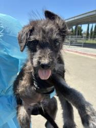 Shelter Stray Male Dog last seen S Fruit Ave & W North Ave, Fresno Zone Fresno CO 2 93706,, 1510 W Dan Ronquillo Dr, Fresno, CA 93706, USA