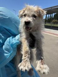 Shelter Stray Male Dog last seen S Fruit Ave & W North Ave, Fresno Zone Fresno CO 2 93706,, 1510 W Dan Ronquillo Dr, Fresno, CA 93706, USA