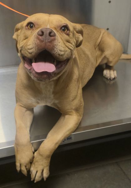 Shelter Stray Female Dog last seen E Buckingham Way & N Thorne Ave,, Fresno Zone Fresno CO 2 93704, CA, 1510 W Dan Ronquillo Dr, Fresno, CA 93706, USA