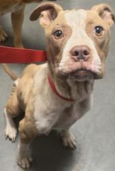 Shelter Stray Female Dog last seen E Buckingham Way & N Thorne Ave,, Fresno Zone Fresno CO 2 93704, CA, 1510 W Dan Ronquillo Dr, Fresno, CA 93706, USA