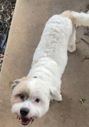 Found/Stray Male Dog last seen Castle Creek and Lookout Trail, Arlington, TX 76017