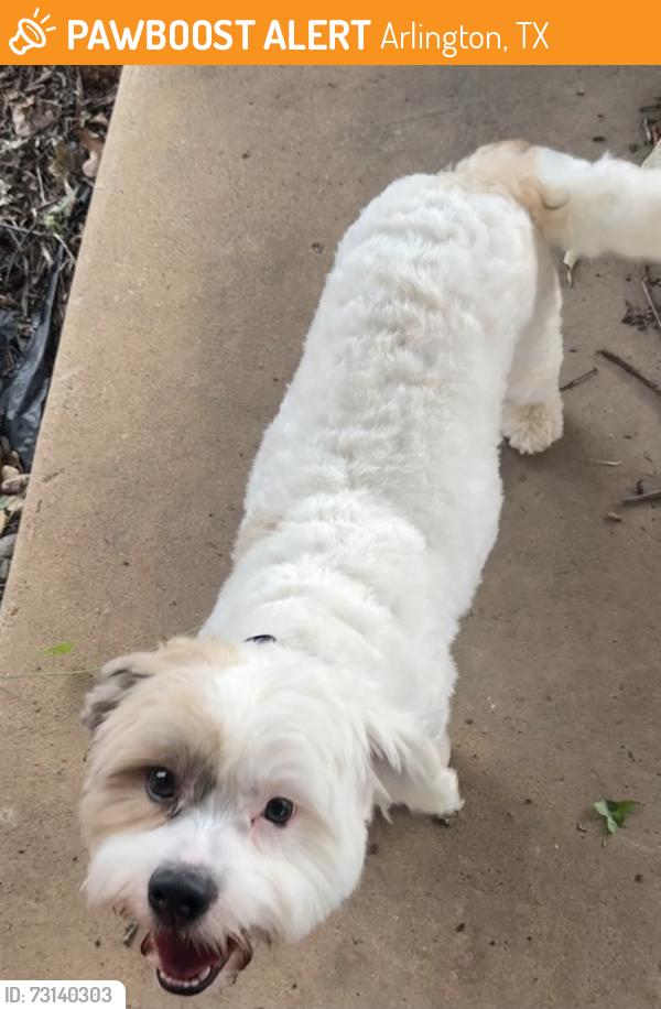 Found/Stray Male Dog last seen Castle Creek and Lookout Trail, Arlington, TX 76017