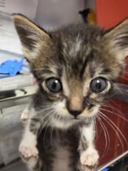 Shelter Stray Male Cat last seen N Hayes Ave & W McKinley Ave, Fresno Zone Fresno CO 2 93723, CA, 1510 W Dan Ronquillo Dr, Fresno, CA 93706, USA