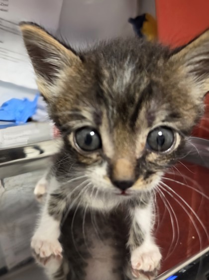 Shelter Stray Male Cat last seen N Hayes Ave & W McKinley Ave, Fresno Zone Fresno CO 2 93723, CA, 1510 W Dan Ronquillo Dr, Fresno, CA 93706, USA