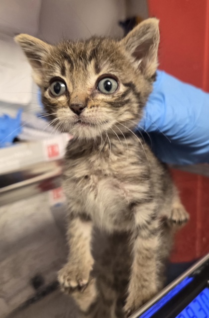 Shelter Stray Female Cat last seen N Hayes Ave & W McKinley Ave, Fresno Zone Fresno CO 2 93723, CA, 1510 W Dan Ronquillo Dr, Fresno, CA 93706, USA
