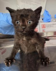 Shelter Stray Male Cat last seen N Hayes Ave & W McKinley Ave, Fresno Zone Fresno CO 2 93723, CA, 1510 W Dan Ronquillo Dr, Fresno, CA 93706, USA