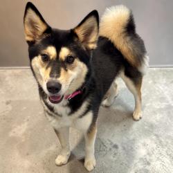 Found/Stray Female Dog last seen Spring Creek Forest/Louetta, Harris County, TX 77379