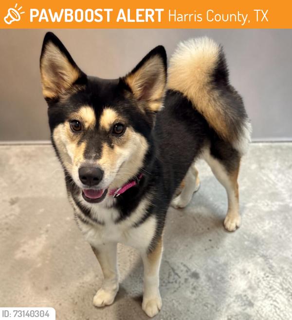 Found/Stray Female Dog last seen Spring Creek Forest/Louetta, Harris County, TX 77379