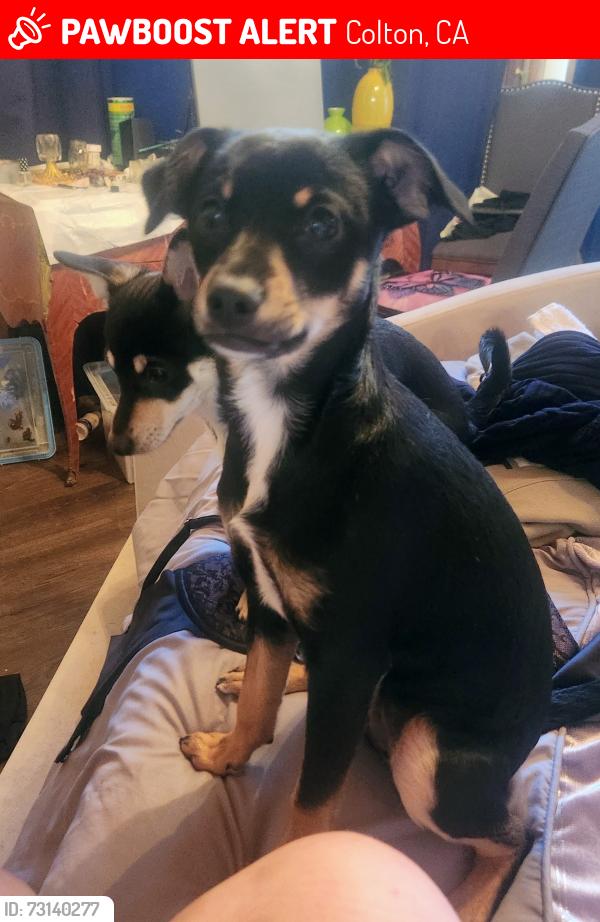 Lost Female Dog last seen Iowa, la cadence, Colton, CA 92324