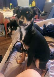 Lost Female Dog last seen Iowa, la cadence, Colton, CA 92324