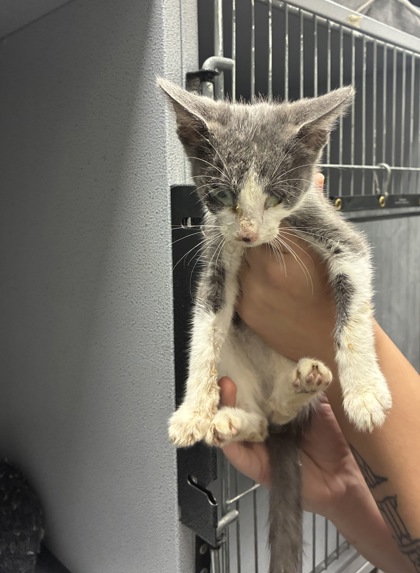 Shelter Stray Unknown Cat last seen Near Portobello Way, Zone 2, TX, 8755 Farm to Market 1516, Converse, TX 78109, USA