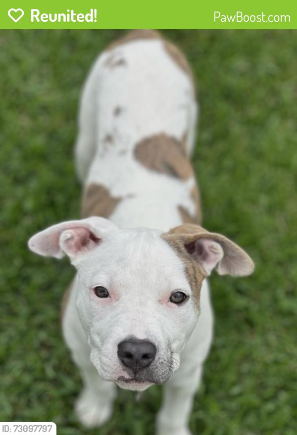 Reunited Female Dog last seen Near 7th st harvey la 70058, Harvey, LA 70058