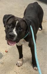 Shelter Stray Female Dog last seen E 98 & Benham, 4th District, OH, 9203 Detroit Ave, Cleveland, OH 44102, USA