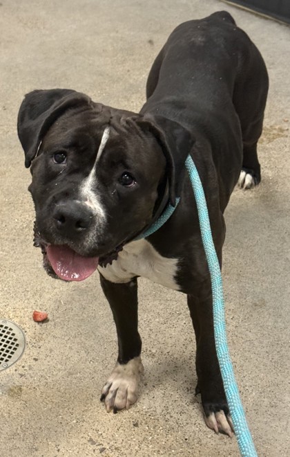 Shelter Stray Female Dog last seen E 98 & Benham, 4th District, OH, 9203 Detroit Ave, Cleveland, OH 44102, USA