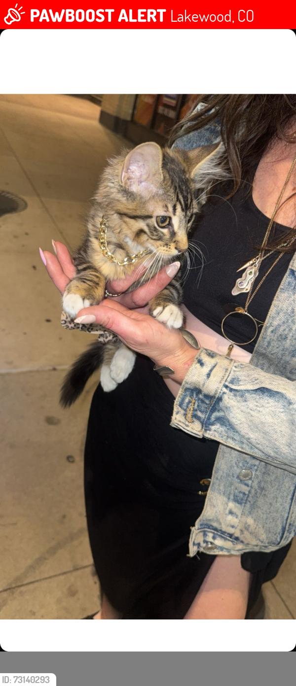 Lost Male Cat last seen 14th and nelson, Lakewood, CO 80215