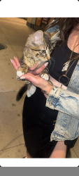 Lost Male Cat last seen 14th and nelson, Lakewood, CO 80215