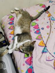 Reunited Male Cat last seen Lemon grove church street, Lemon Grove, CA 91945